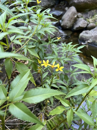 Bidens conjuncta observed 2024-09-23