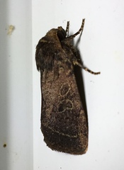 Protorthodes oviduca