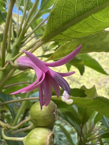 Clermontia micrantha observed 2024-09-23