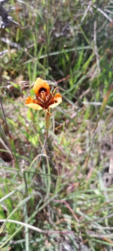 Orange Flappie (Moraea tulbaghensis)