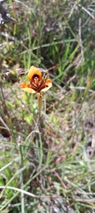 Moraea tulbaghensis, photograph (c) James Deacon, some rights reserved (CC BY-SA)