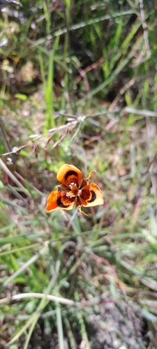 Image of Moraea tulbaghensis by (c) James Deacon, some rights reserved (CC BY-SA)