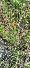 Moraea tulbaghensis, photograph (c) James Deacon, some rights reserved (CC BY-SA)