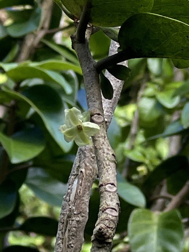 Nothocestrum longifolium, 2024-09-23