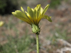 Calycoseris parryi