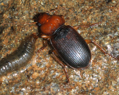 Amphasia interstitialis