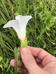 Calystegia sepium limnophila