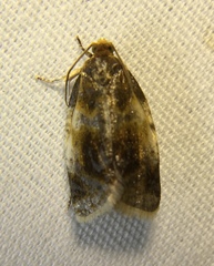 Clepsis melaleucanus