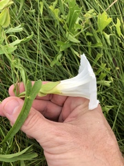 Calystegia sepium limnophila