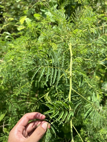 Image of Mimosa diplotricha by (c) Bella Lin, some rights reserved (CC BY)