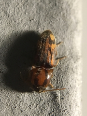Conoderus bellus