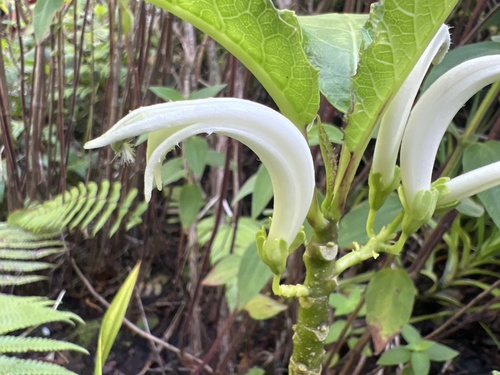 Cyanea scabra observed 2024-09-23