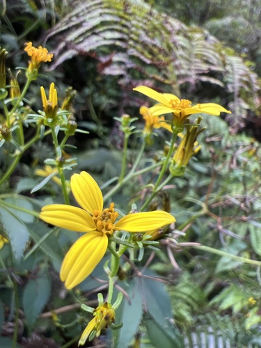 Bidens conjuncta observed 2024-09-23