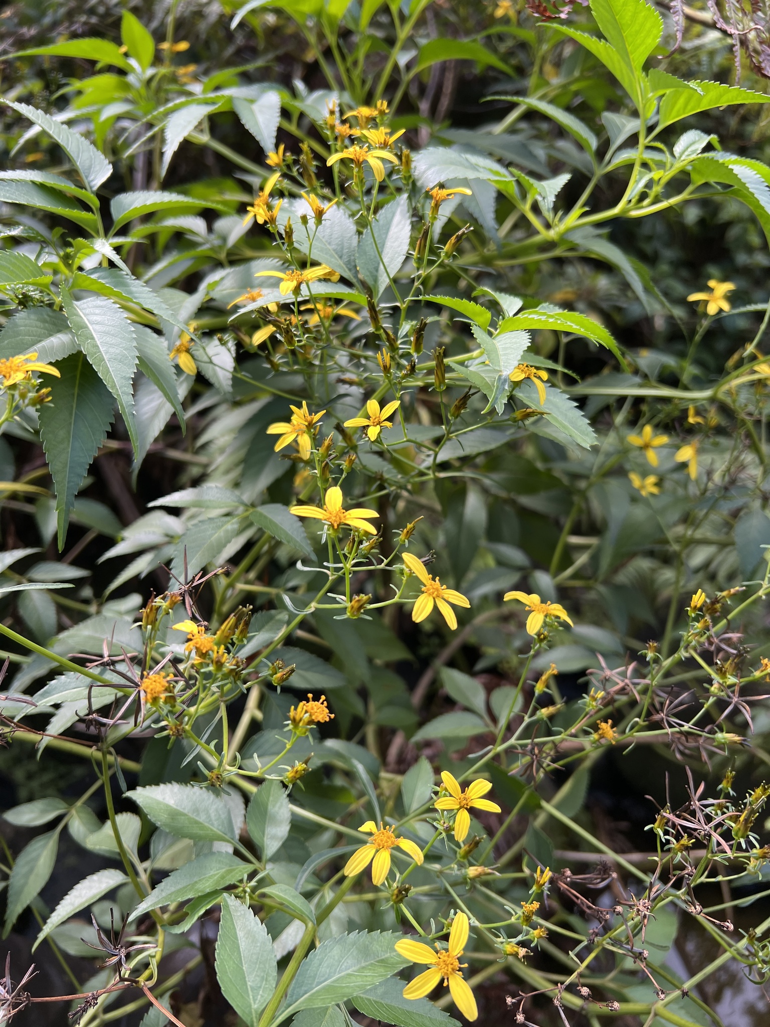 Bidens conjuncta