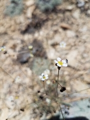 Ivesia santolinoides
