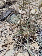 Ivesia santolinoides