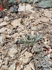 Ivesia santolinoides