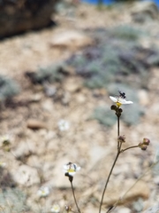 Ivesia santolinoides