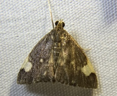 Evergestis unimacula