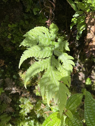Tectaria gaudichaudii observed 2024-09-23
