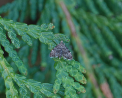 Anthophila plenicarinata