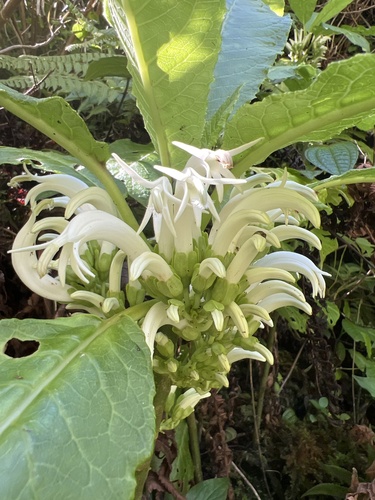 Cyanea scabra observed 2024-09-23