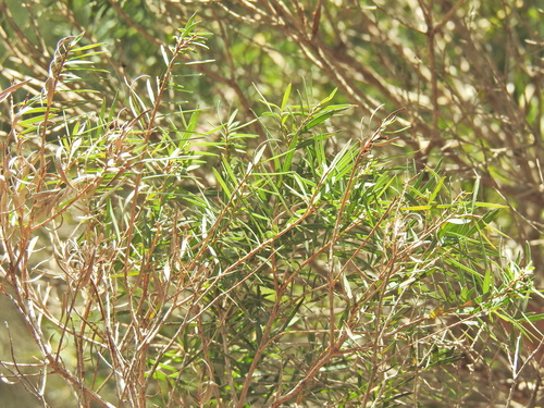Image of Melaleuca trichostachya by (c) Scott W. Gavins, some rights reserved (CC BY)