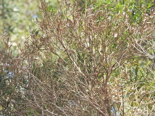 Image of Melaleuca trichostachya by (c) Scott W. Gavins, some rights reserved (CC BY)