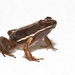 Nurse Frogs - Photo (c) Brian Gratwicke, some rights reserved (CC BY)