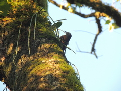 Dendrocolaptes platyrostris