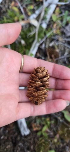 Western white spruce (Picea × albertiana)