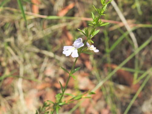 Image of Westringia tenuicaulis by (c) Scott W. Gavins, some rights reserved (CC BY)