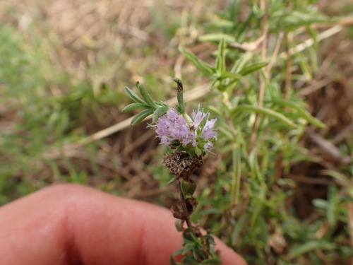 Mentha cervina, photograph 4