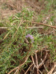 Mentha cervina, photograph (c) Franck Cabot, some rights reserved (CC BY)