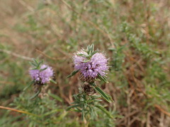 Mentha cervina, photograph (c) Franck Cabot, some rights reserved (CC BY)