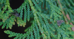 Anthophila plenicarinata