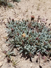 Chaenactis douglasii