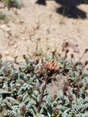 Chaenactis douglasii