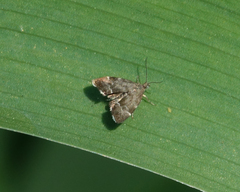 Anthophila plenicarinata