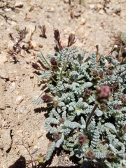 Chaenactis douglasii