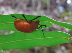 Podontia lutea