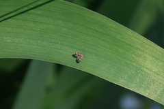 Anthophila plenicarinata