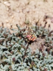 Chaenactis douglasii