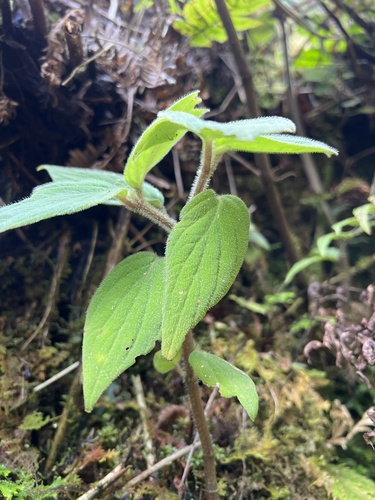 Peperomia hirtipetiola observed 2024-09-23