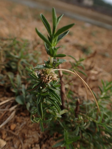 Mentha cervina, photograph 3