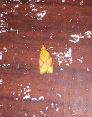 Cenopis reticulatana