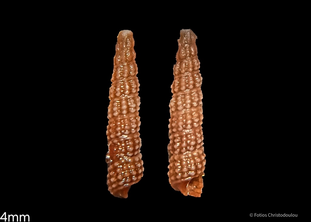 Metaxia metaxa