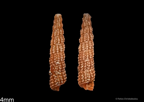 Metaxia metaxa