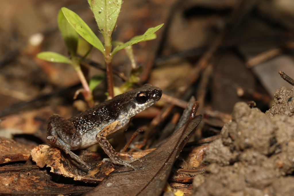 Stejneger's Paddy Frog (Micryletta steinegeri)