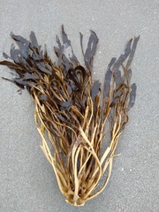 Lessonia trabeculata